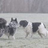 Foto van Lisa; Bobbie, Bentley & Lilly