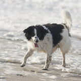 Foto van Angelique; Bruno, Charlie & Fenna