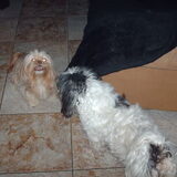Foto van liesbeth,Turbo,Luna, Levi en Faith