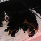 Gina met nest van 07-12-12-2009 Ze zijn nu zes weken oud en het ga al…