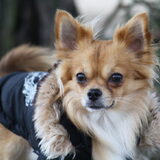 Foto van Lisa; Bobbie, Bentley & Lilly