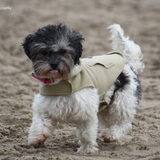 Foto van Lisa; Bobbie, Bentley & Lilly