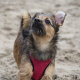 Foto van Lisa; Bobbie, Bentley & Lilly