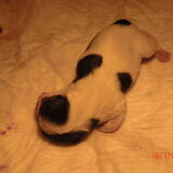 Foto van Kaatje en Hailey (Speedy† Tessa†)