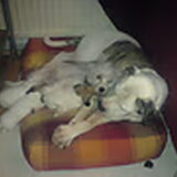 sharky mijn oudje liefste met pup van lola