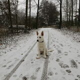 Foto van Jaleesa & Flóki