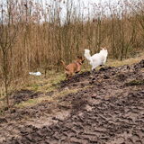 Rowan, Micky & Myla weer mee in de bossen bij de Maashorst. 24 januari…