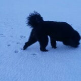 Foto van sylvia