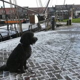 Foto van sylvia