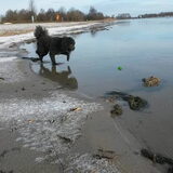 Foto van sylvia