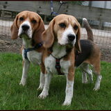 Sophie en Lotte