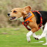 Flor in vol galop