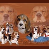 Mijn Beagles, daar word je blij van!