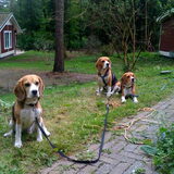 Het Lierderholt een vakantiepark waar honden welkom zijn!