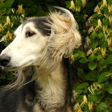 Xehna de saluki man in huis