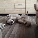 Foto van Lavina