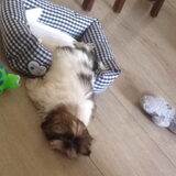 Foto van Cai de shih tzu