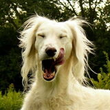 Grootste hobbie van madamme de saluki eten