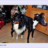 hoe zit het nou?....ben de weg kwijt.... de Sheltie Bobbie met Soes de…