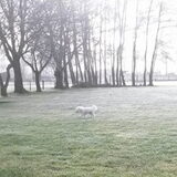 Foto van sylvia