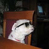 dit is mijn hondje Binky. Hij is mijn ALLES. Ik heb hem nu 10 jaar en…