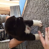 Amerikaanse Akita Luna