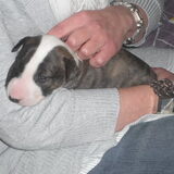 Deze lieverd word onze nieuwe bull nadat wij met heel veel verdriet en…