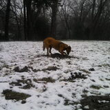 Hier probeert Mila een molletje uit zin winterslaap te…