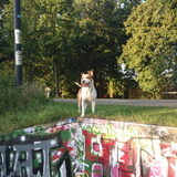 Foto van gino