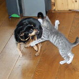 Kitten Nemo is niet onder de indruk van Balou.