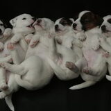 foto van 6 puppies 4 weken oud. Aan het eind van de foto-shoot waren ze…