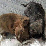 Pup Lotus (de licht bruine) drinkt samen met een nestgenootje bij mama.