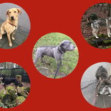Foto van Sigrid, Sandy, Diva & Nala