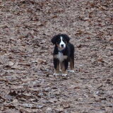 In het bos!