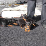Foto van Karin, Lina en Jazzy (Alex r.i.p.)