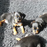 Foto van Karin, Lina en Jazzy (Alex r.i.p.)