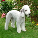 Foto van Ciska en Spanjaardje Moh (Bambi r.i.p.)