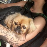 Samen met Caramel op de trein !