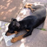 4 augustus 2009, lekker in de tuin.