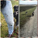 Foto van Ciska en Spanjaardje Moh (Bambi r.i.p.)