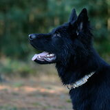Foto van Onyx, Anna, Elsa, Mazikeen, Momo en Schatzi