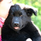 Foto van Onyx, Anna, Elsa, Mazikeen, Momo en Schatzi