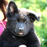 Foto van Onyx, Anna, Elsa, Mazikeen, Momo en Schatzi