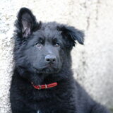 Foto van Onyx, Anna, Elsa, Mazikeen, Momo en Schatzi