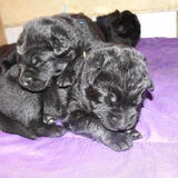 Foto van Onyx, Anna, Elsa, Mazikeen, Momo en Schatzi