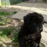 Foto van Onyx, Anna, Elsa, Mazikeen, Momo en Schatzi