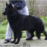 Foto van Onyx, Anna, Elsa, Mazikeen, Momo en Schatzi