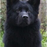 Foto van Onyx, Anna, Elsa, Mazikeen, Momo en Schatzi