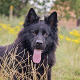 Foto van Onyx, Anna, Elsa, Mazikeen, Momo en Schatzi