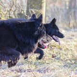 Foto van Onyx, Anna, Elsa, Mazikeen, Momo en Schatzi
